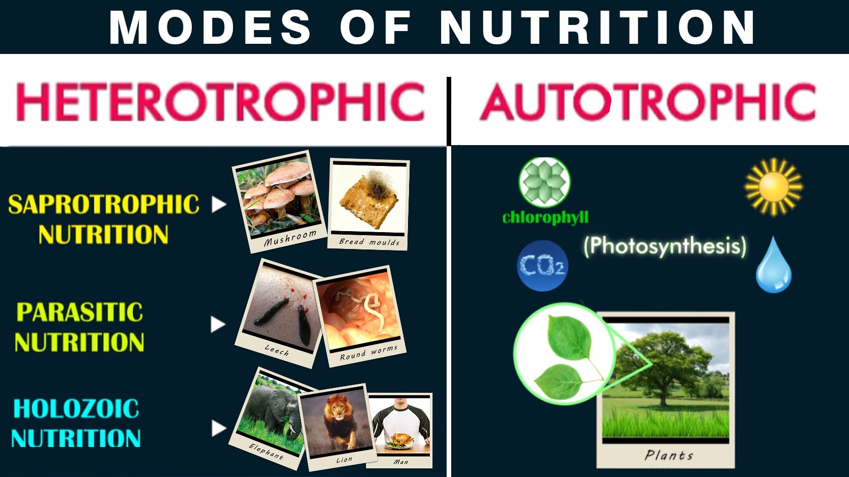 Nutrition Modes Of Nutrition Heterotrophic And Autotrophic Biology Science Letstute